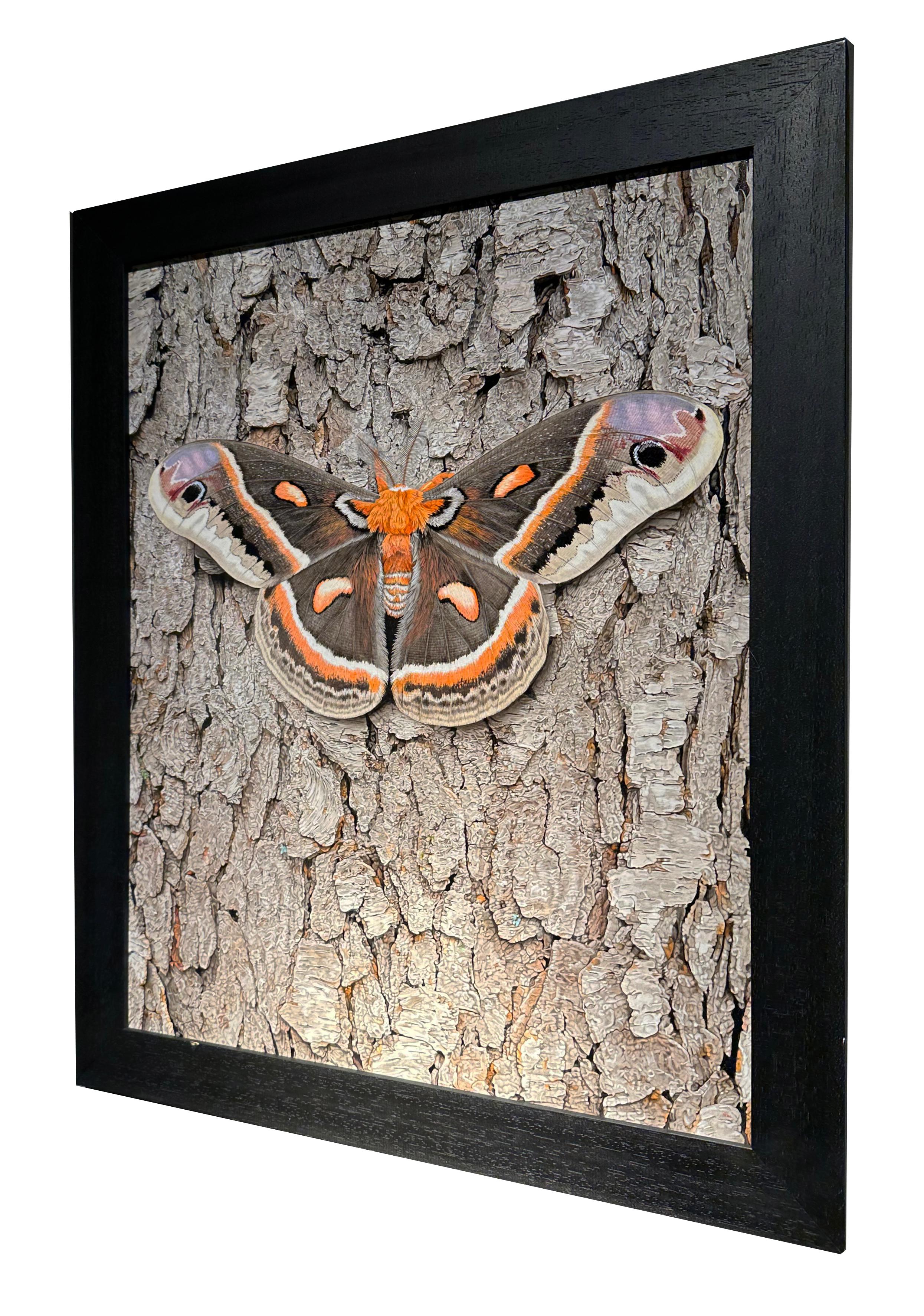 Cecropia Moth on Tree Bark - Life-Like Original Acrylic Painting, Framed in vendita 1