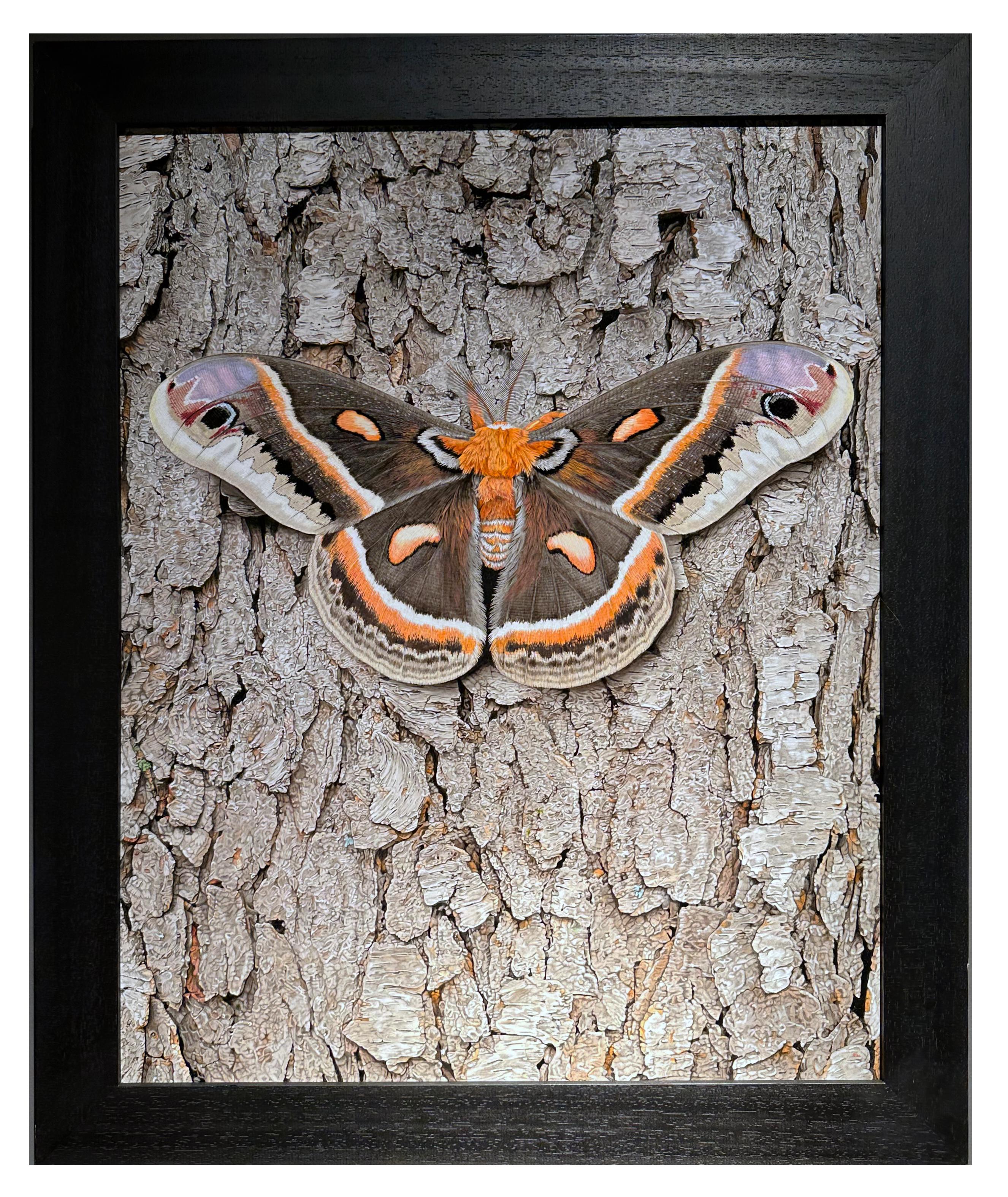 Cecropia Moth on Tree Bark - Life-Like Original Acrylic Painting, Framed in vendita 2