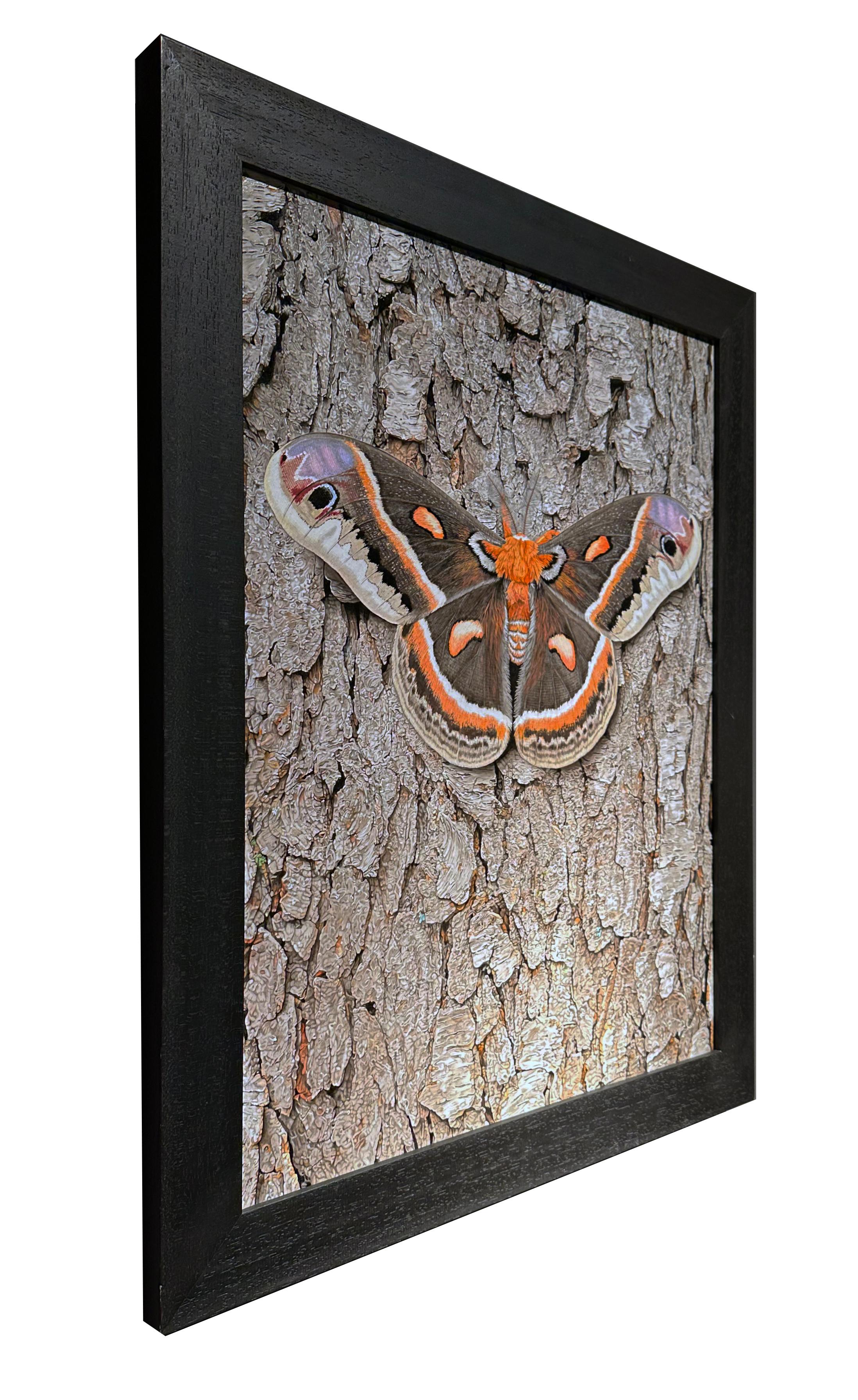 Cecropia Moth on Tree Bark - Life-Like Original Acrylic Painting, Framed in vendita 3