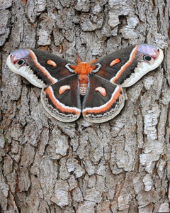Cecropia Moth on Tree Bark - Life-Like Original Acrylic Painting, Framed