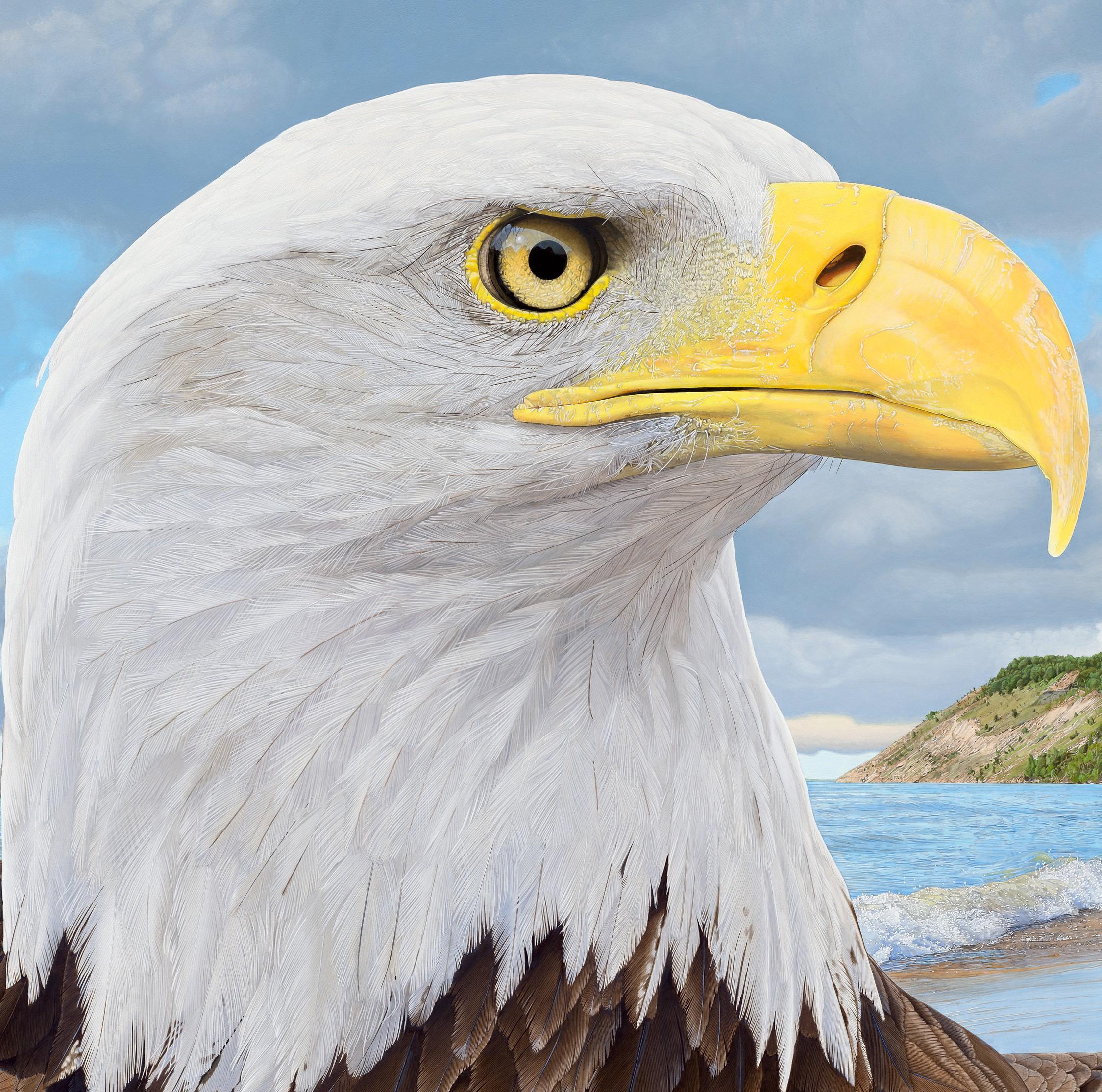 Eagle at Empire Bluff - Photorealistic Portrait of a Female Bald Eagle, Framed - Painting by Rick Pas