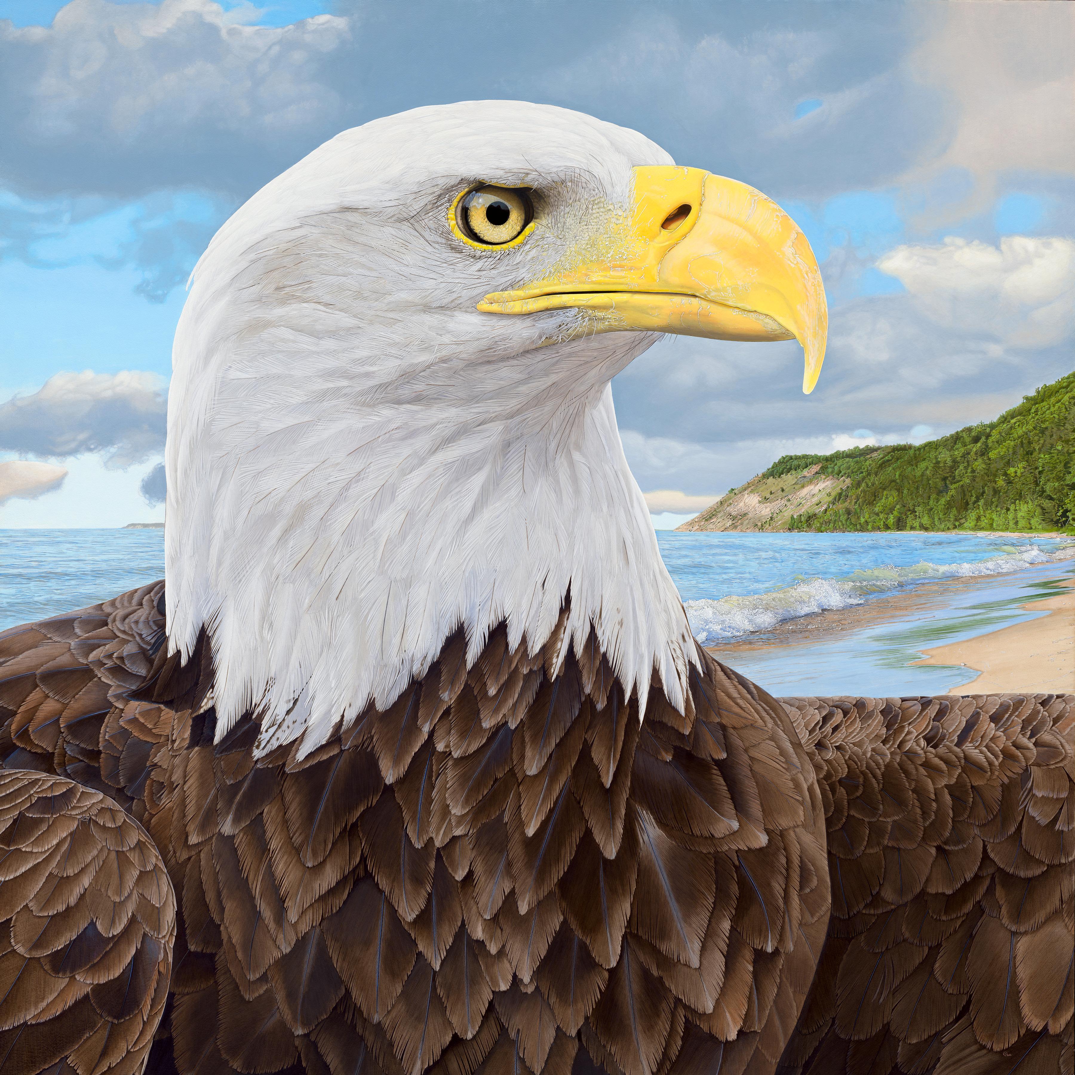 Rick Pas Animal Painting - Eagle at Empire Bluff - Photorealistic Portrait of a Female Bald Eagle, Framed