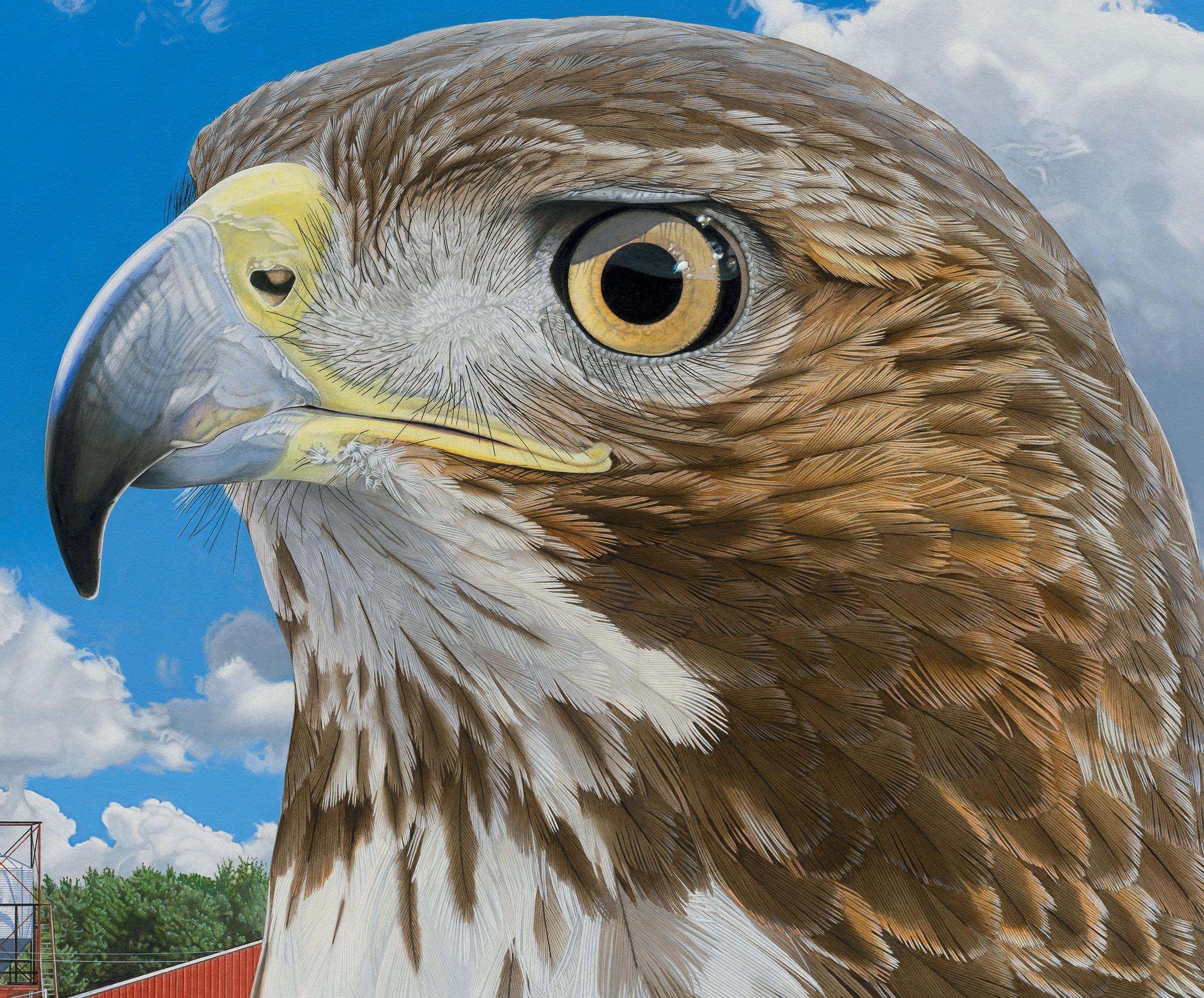 Nelson's Redtail - Photorealistic Portrait of a Hawk, Farm Landscape Backdrop - Painting by Rick Pas