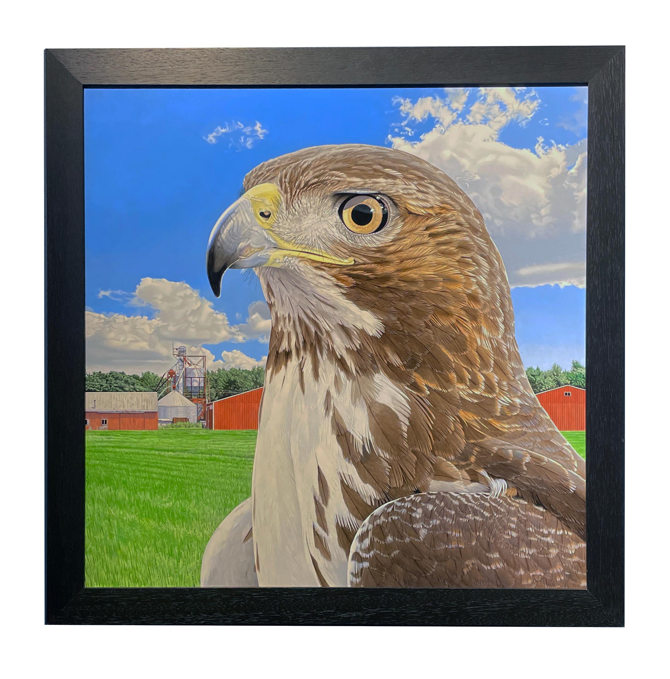 Nelson's Redtail - Photorealistic Portrait of a Hawk, Farm Landscape Backdrop 2