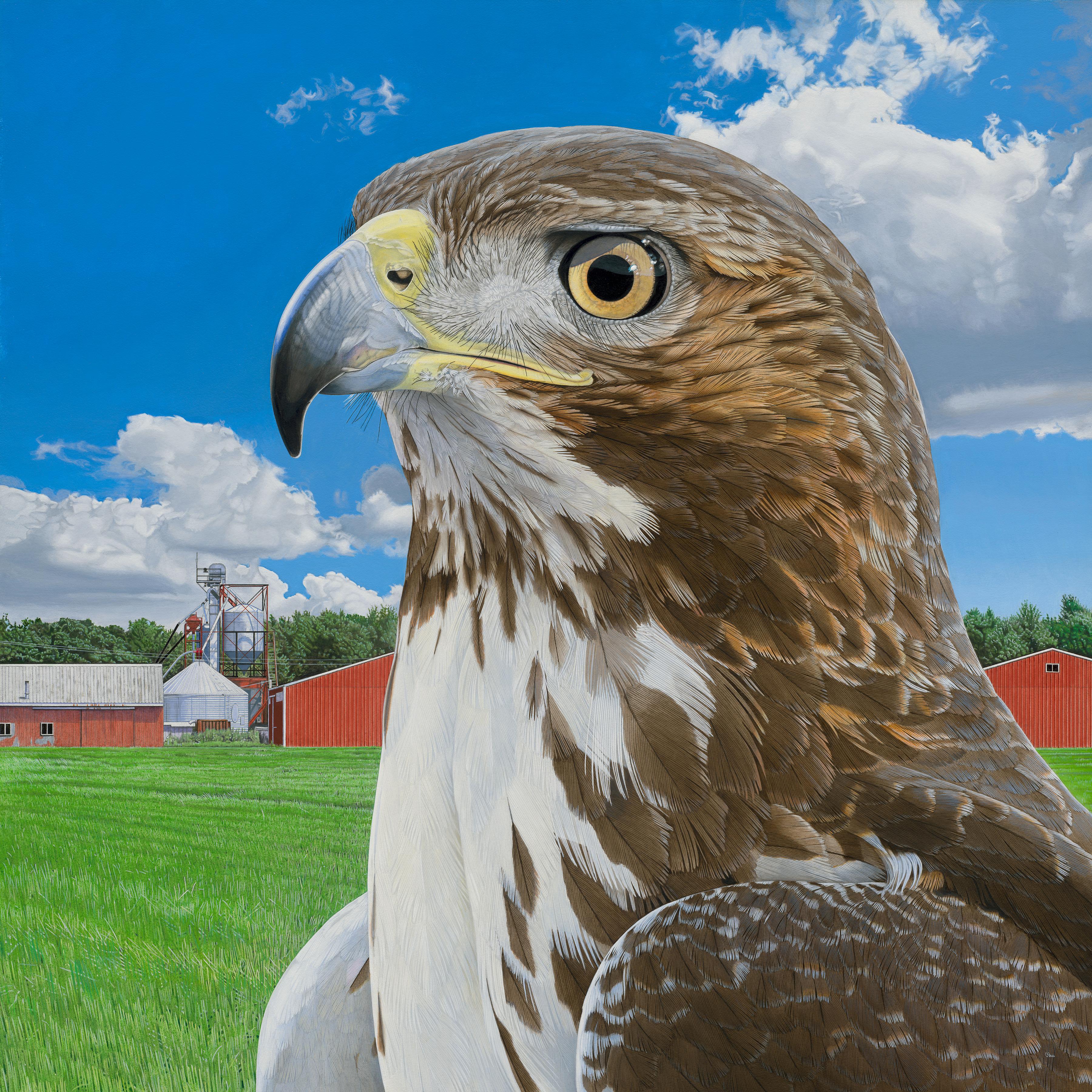 Rick Pas Animal Painting - Nelson's Redtail - Photorealistic Portrait of a Hawk, Farm Landscape Backdrop