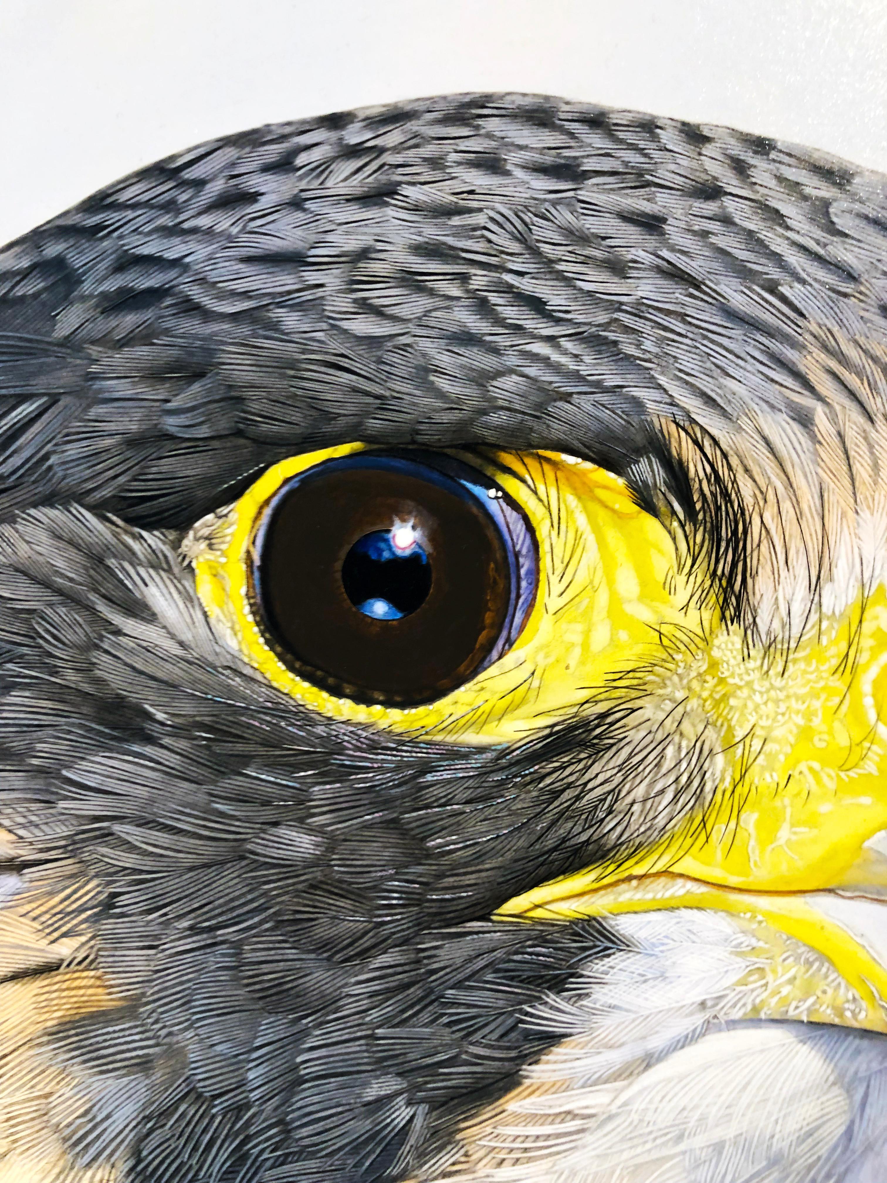 peregrine falcon painting