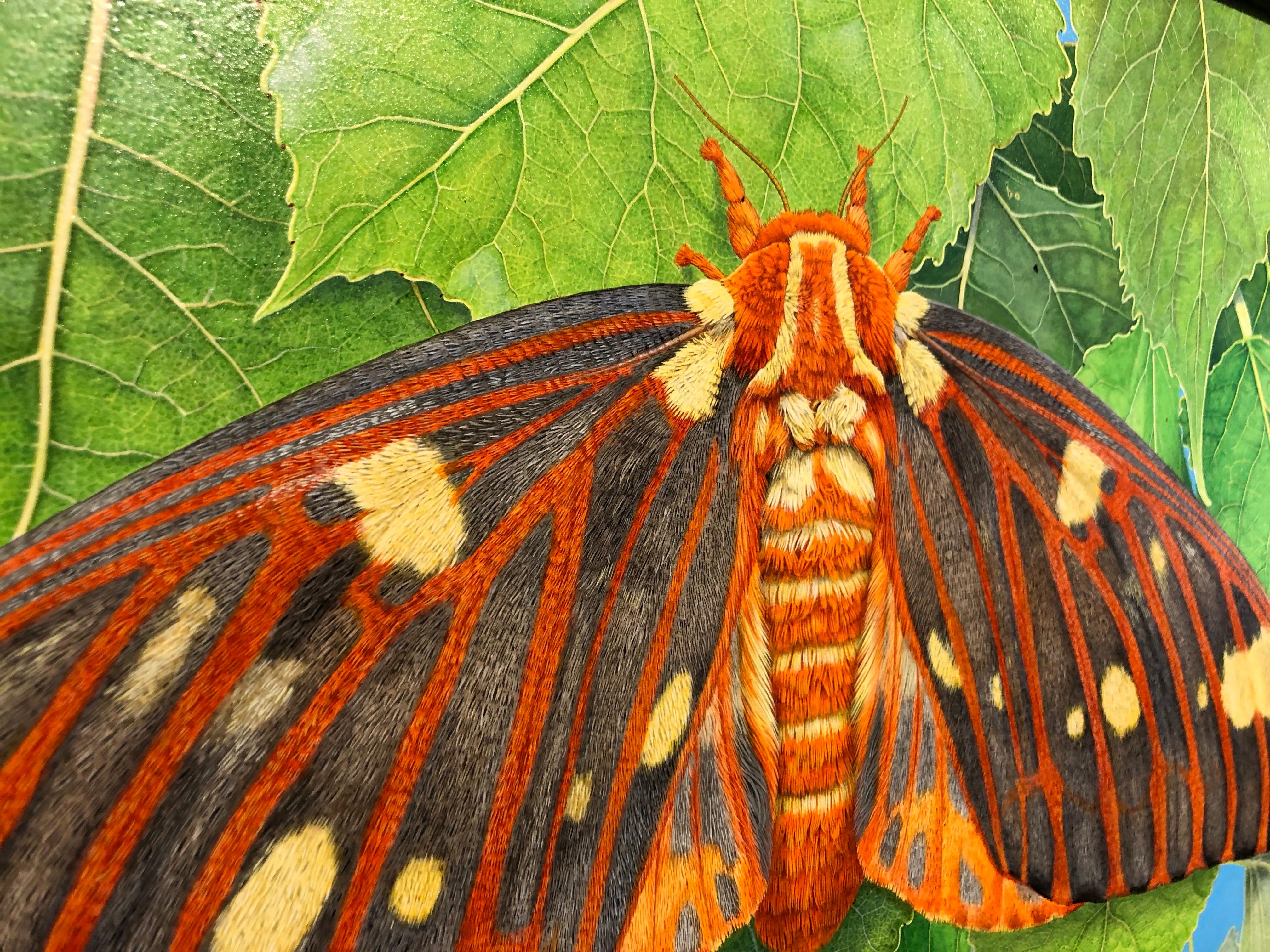 Regal Moth and Aspen - Highly Detailed Photorealist Close-Up Nature Painting  1