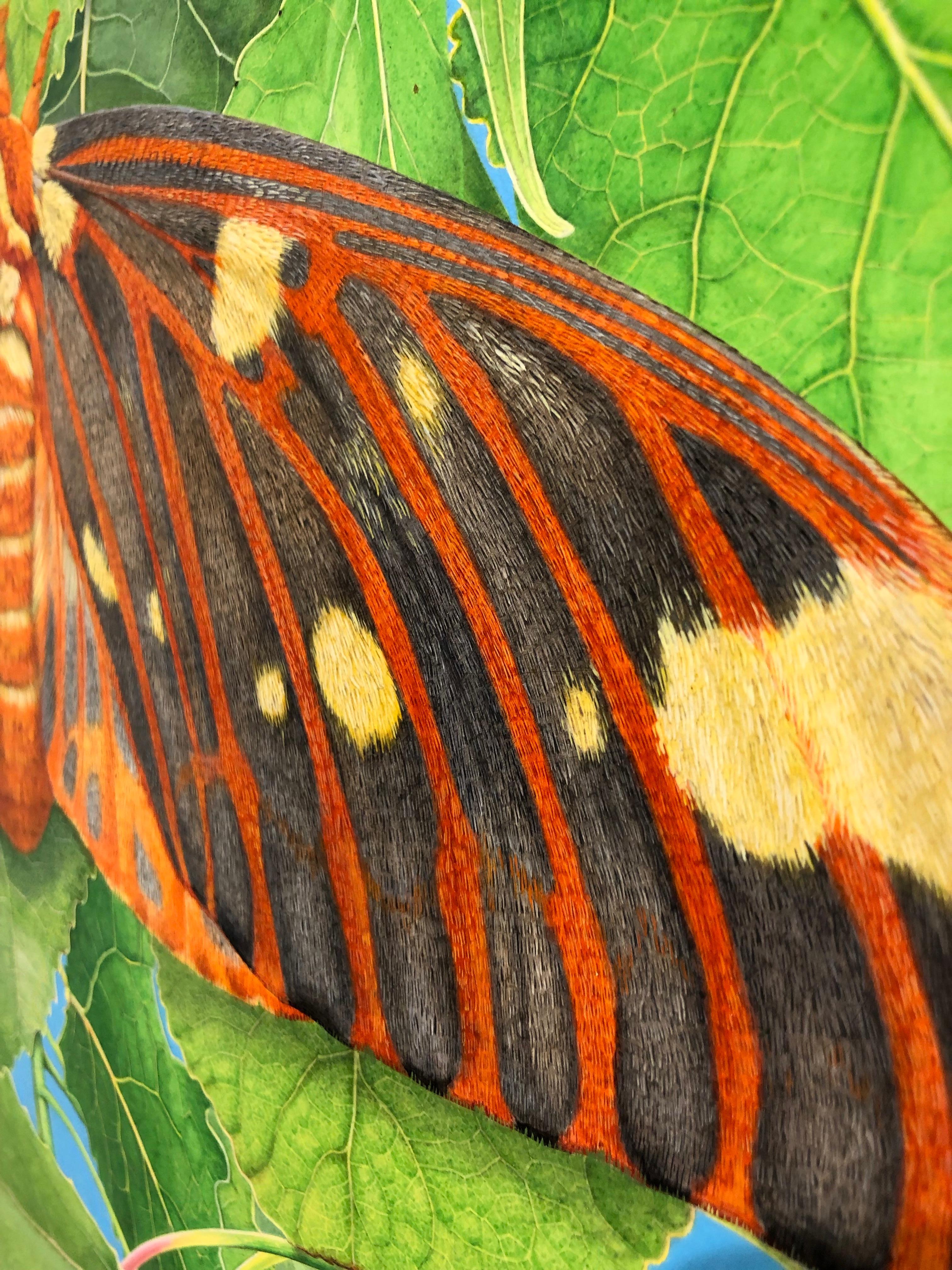 Regal Moth and Aspen - Highly Detailed Photorealist Close-Up Nature Painting  3