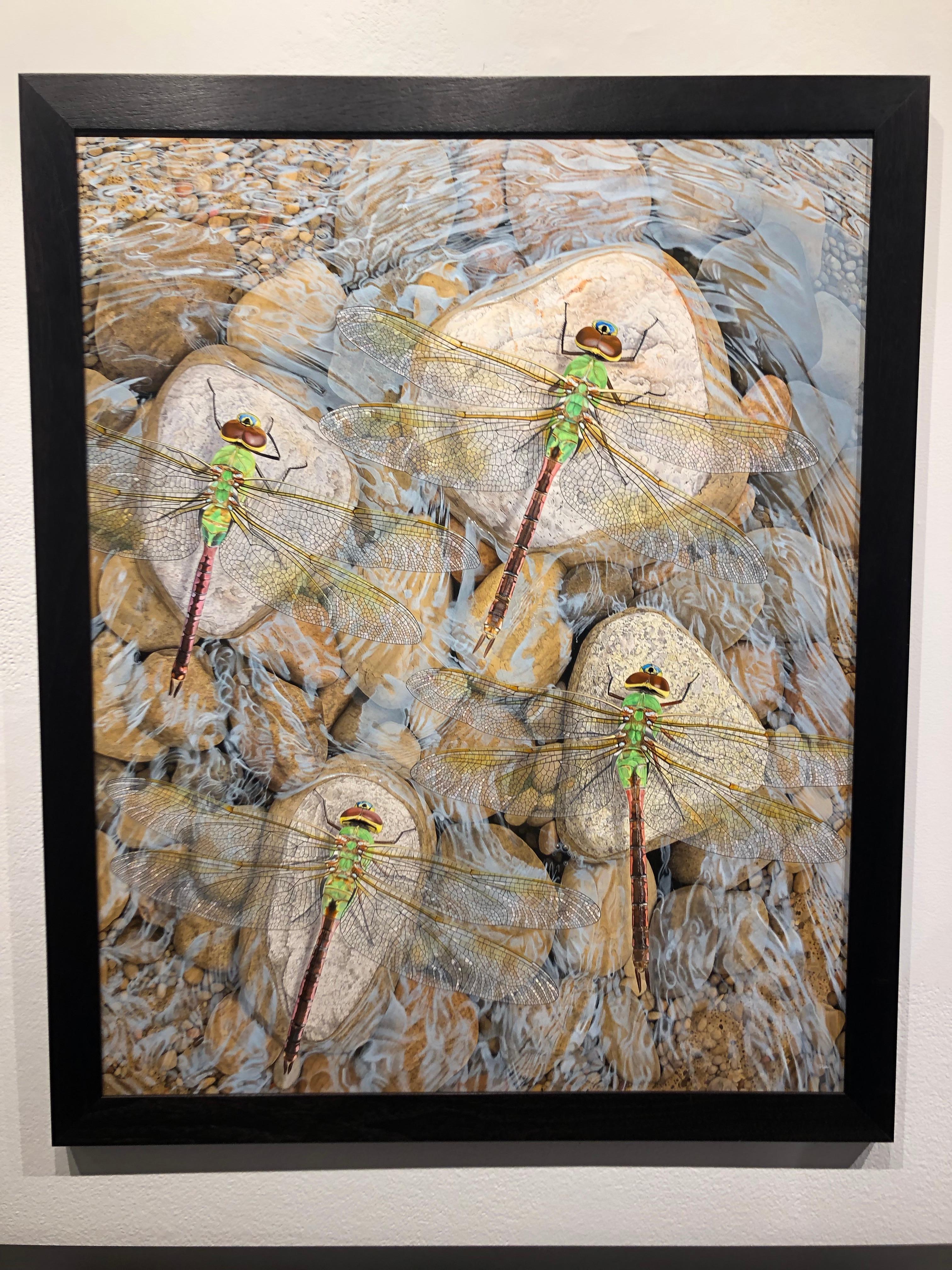 Rocks in the Current – Original fotorealistisches Gemälde von Libellen auf Steinen – Painting von Rick Pas