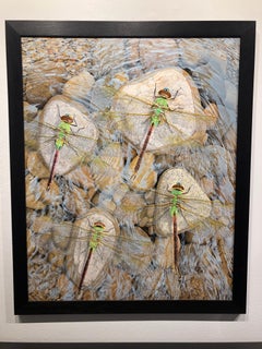 Rocks in the Current - Original Photorealist Painting of Dragonflies Atop Stones