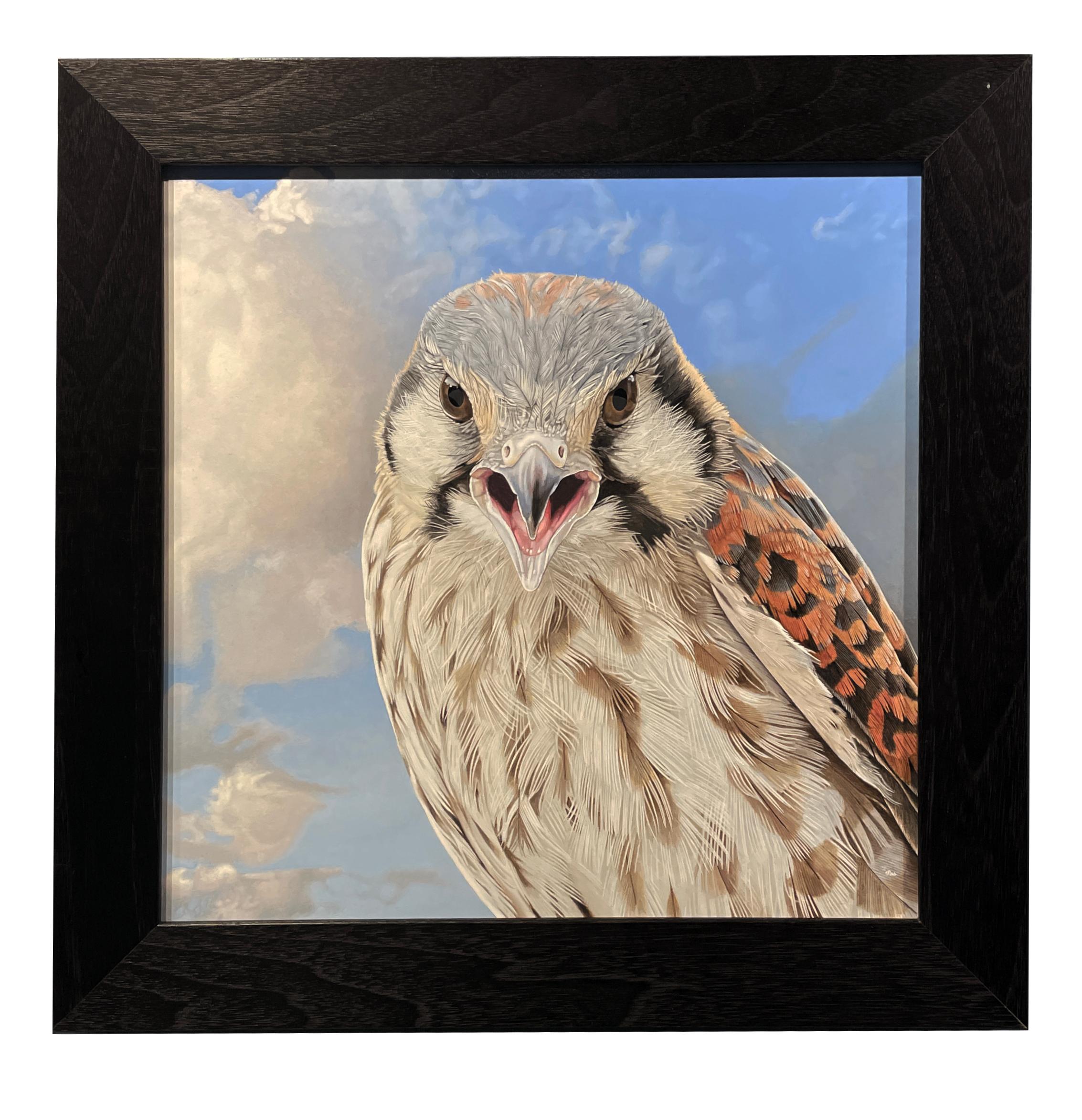 Painted with such exacting detail it is hard to believe it is not a photograph.  This piece is framed in a simple wooden frame measuring 27 x 27 inches.

Rick Pas
Screaming Young Kestrel 2
acrylic on panel
12h x 12w in
30.48h x 30.48w