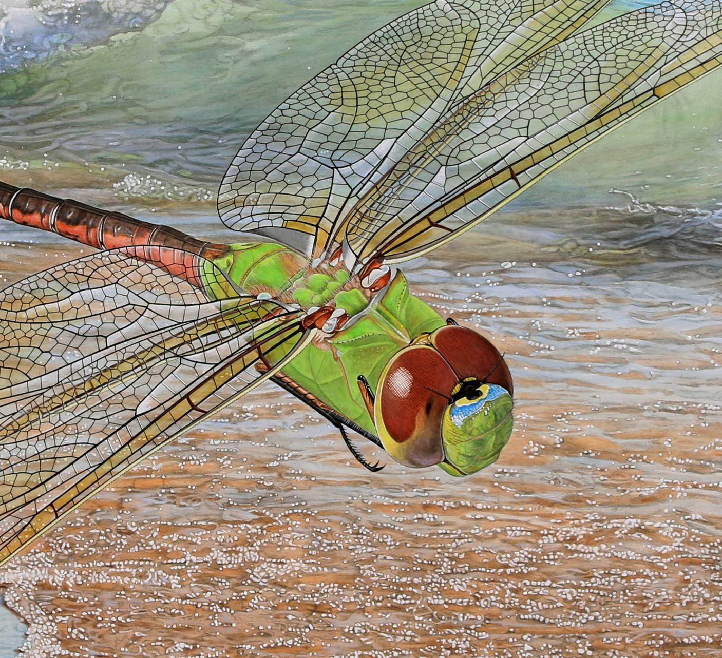 Shore Patrol - Fotorealistisches Gemälde einer Libelle, die über eine Küste schwebt – Painting von Rick Pas