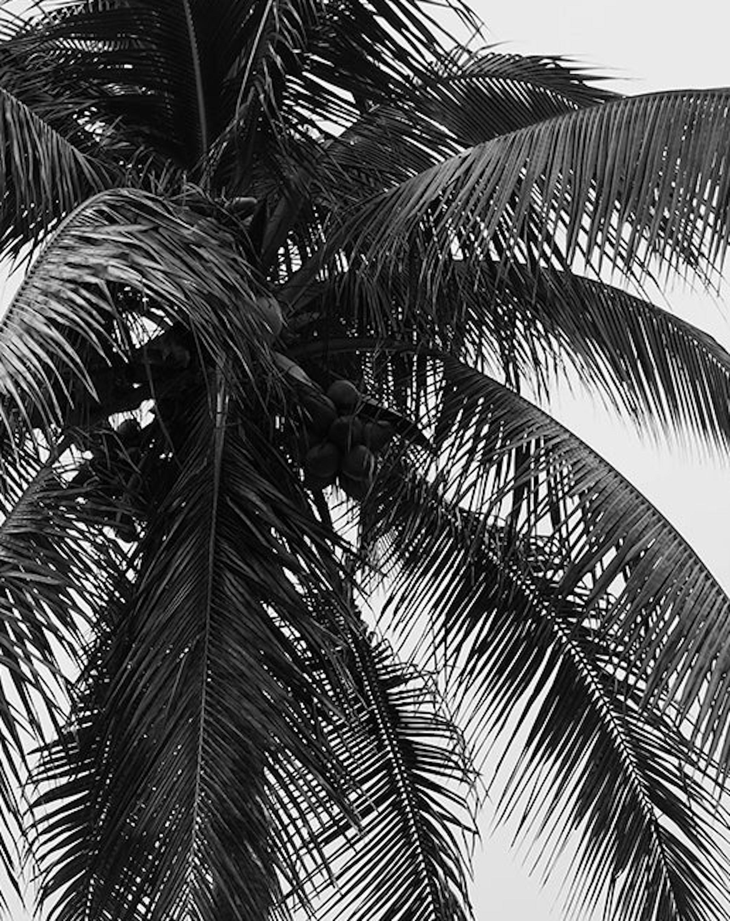 Herren und Palme, Baum. Limitierte Auflage einer Schwarz-Weiß-Fotografie (Grau), Black and White Photograph, von Ricky Cohete