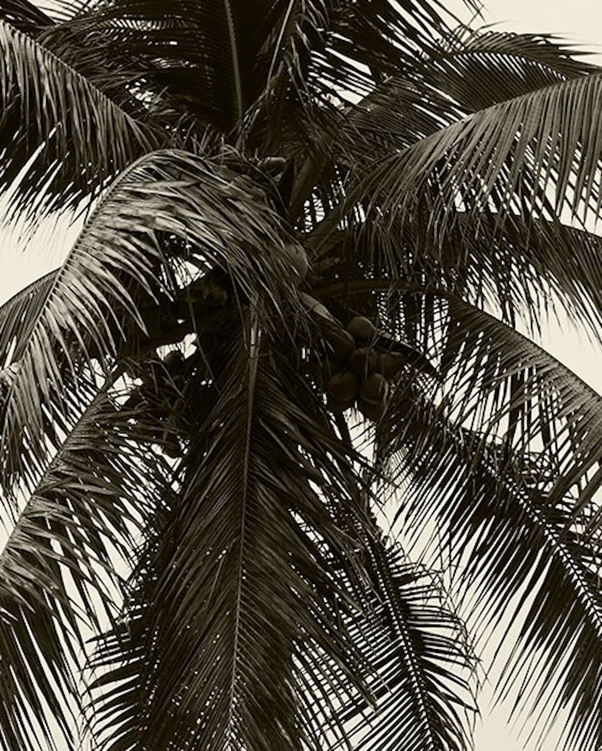 Men & Palm, Tree. Sepia. Limited Edition Photograph - Beige Black and White Photograph by Ricky Cohete