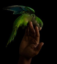 Pájaro. Limited Edition Color Photograph