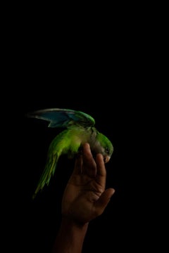 Pájaro, Color archival pigment print, Large