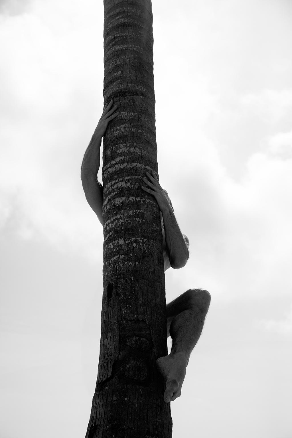 Ricky Cohete Black and White Photograph - Palm Climb, One.  Limited Edition Black and White  Photograph