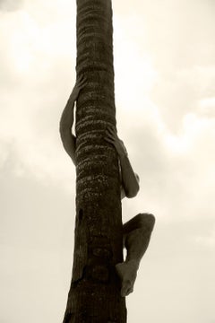 Palm Climb,  Erstens. Sepia. Limitierte Auflage einer Photographie