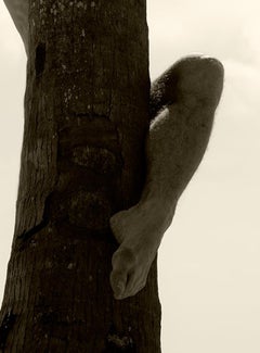 Palm Climb, deux. Sépia. Photographie à tirage limité