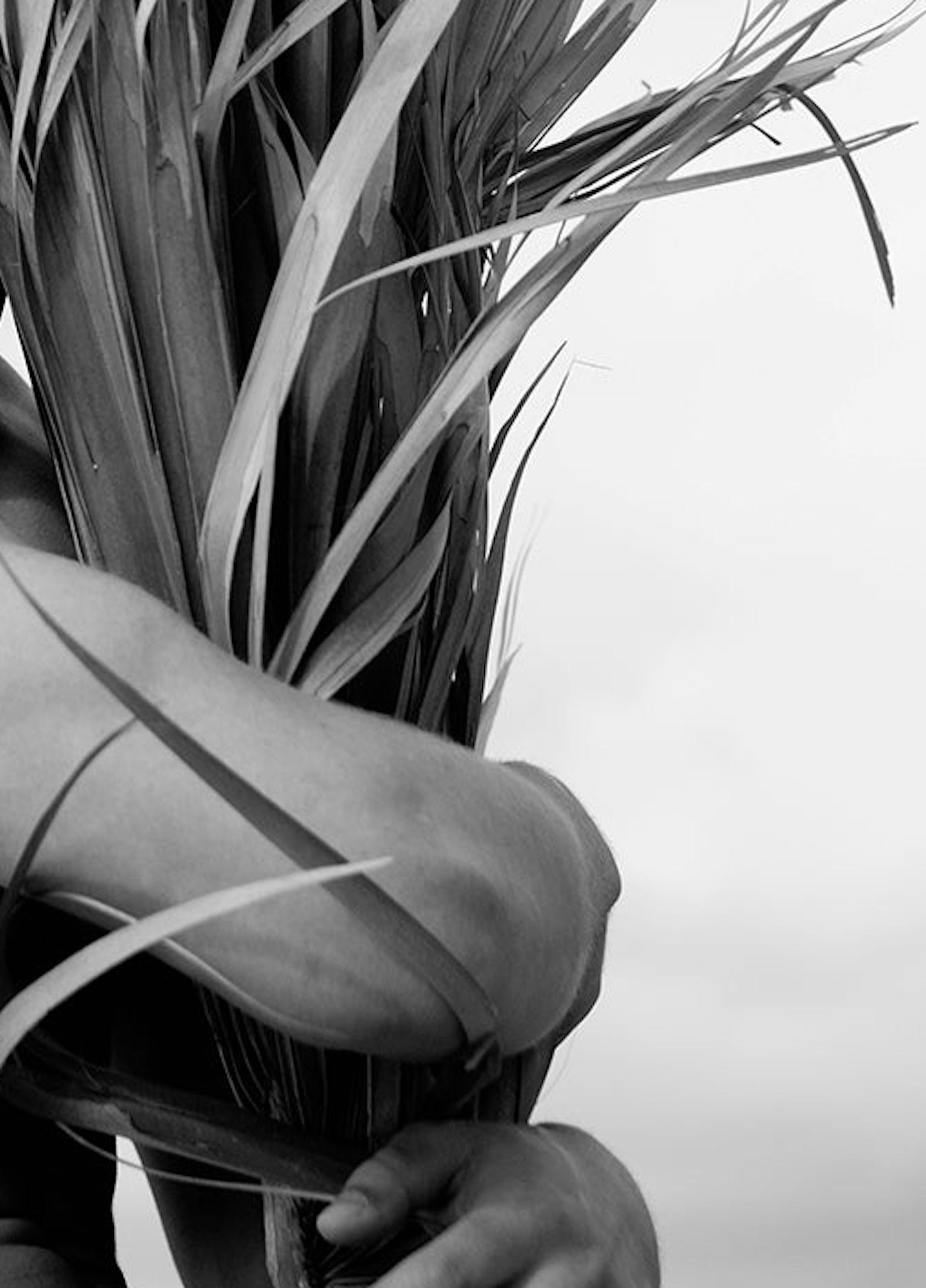 Umarmung der Palme. Limitierte Auflage einer Schwarz-Weiß-Fotografie (Grau), Portrait Photograph, von Ricky Cohete