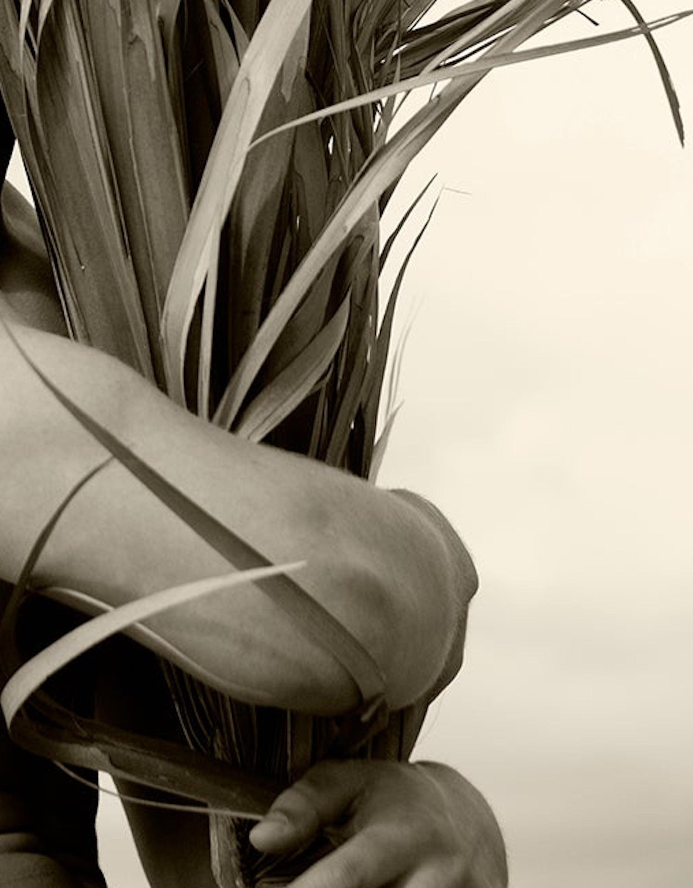 Palm embrace. Sepia Archival pigment print, Medium - Contemporary Photograph by Ricky Cohete