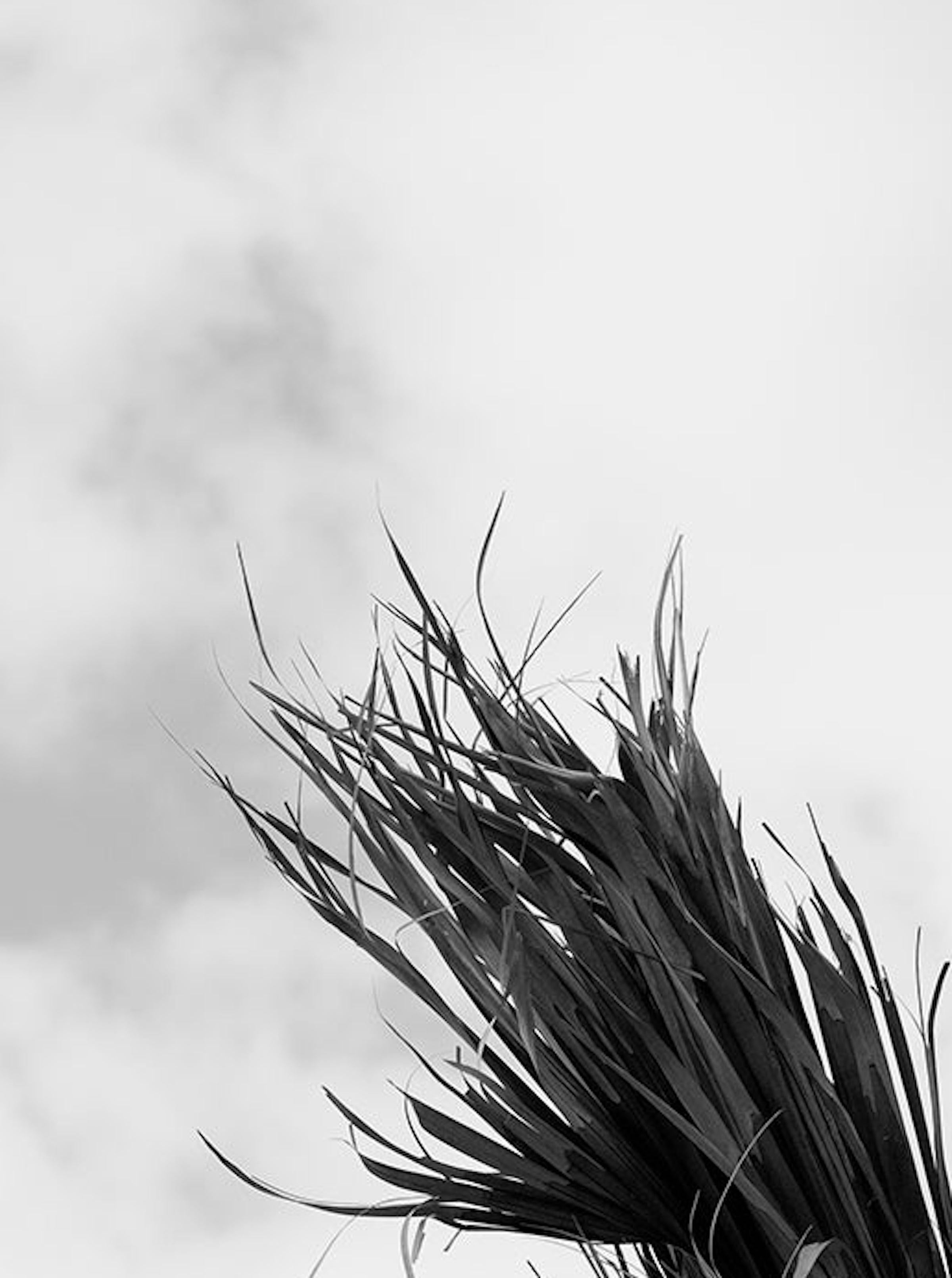 Palm Four . Black & White Archival pigment print,  Large - Gray Black and White Photograph by Ricky Cohete