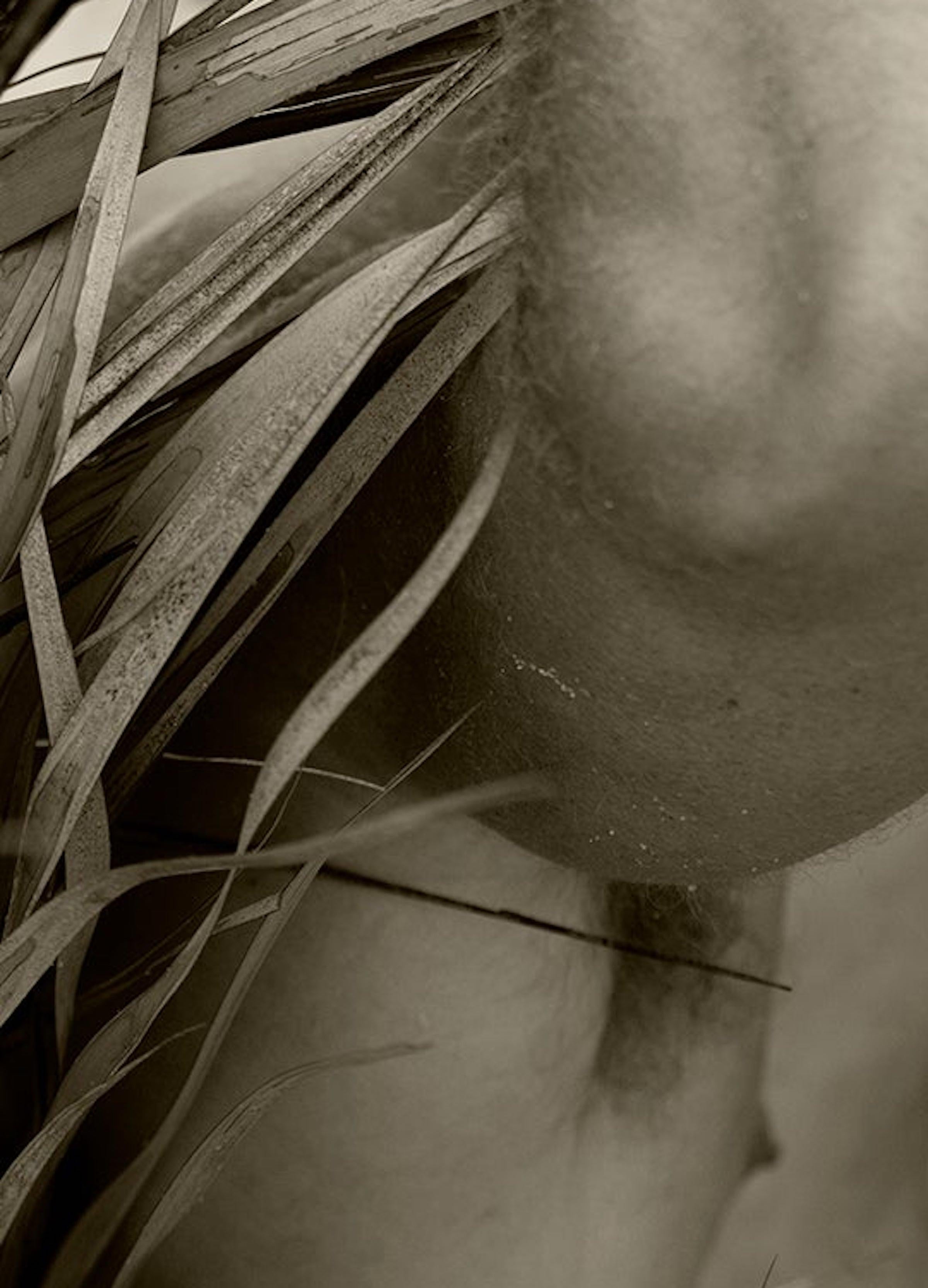 Palm, Three. Sepia. Limited Edition Photograph For Sale 1