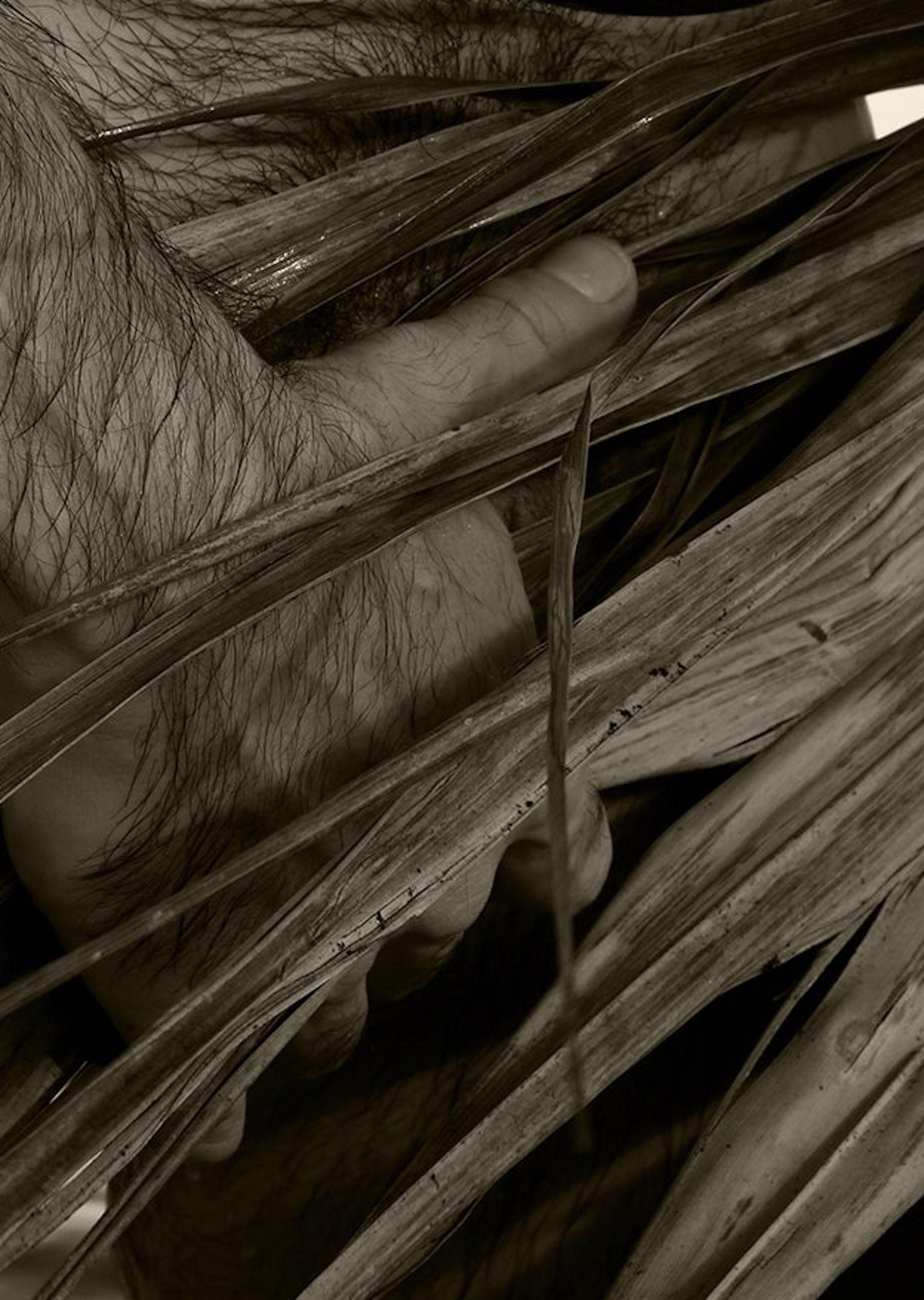 Couleur sépia  Impression à pigments d'archives
Moyen Ed de 10.

Palmiers et arbres : Pour cette série, l'artiste explore de courts poèmes, l'expansion des palmiers, les textures et l'aisance de la figure masculine entourée par la mer et les cieux.