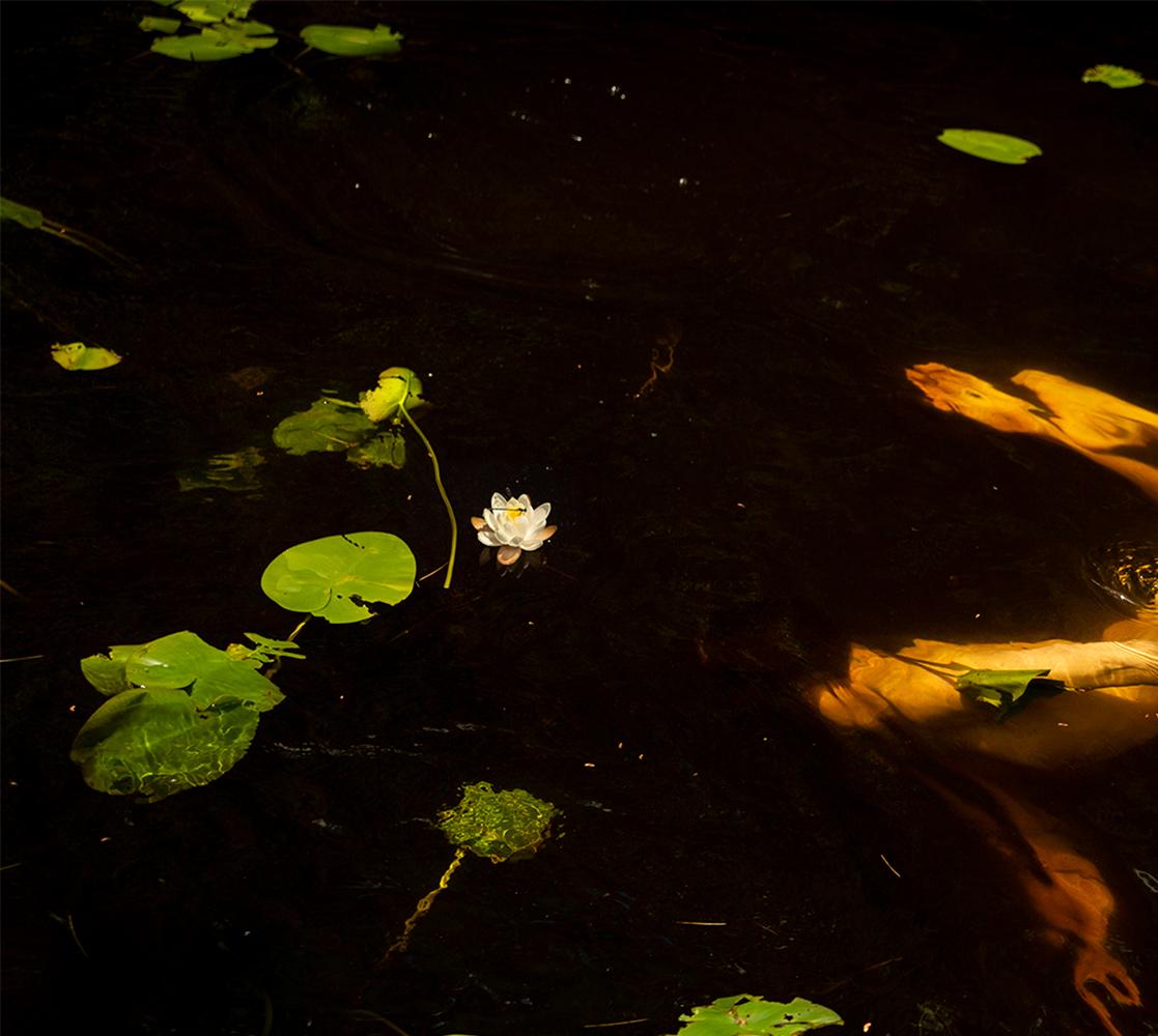 Pond, 2023 by Ricky Cohete
From the series Water Lilies
Color Archival Pigment print
Image size: 24 in. H x 36 in. W
Edition of 10
Unframed


_________________________
Ricky Cohete was born in a coastal city in Ecuador, but mainly, grew up in Miami.