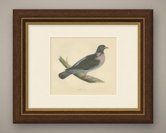 Ring Dove or Wood Pigeon on a Mossy Bough, Hand Colored Print, Morris, 1896