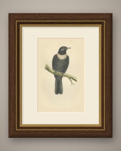 Ring Ouzel on a Lichened Branch, Hand Colored Bird Plate, Morris, 1896