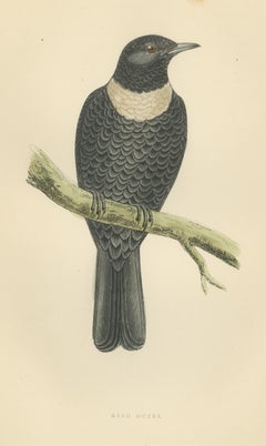 Ring Ouzel on a Lichened Branch, Hand Colored Bird Plate, Morris, 1896