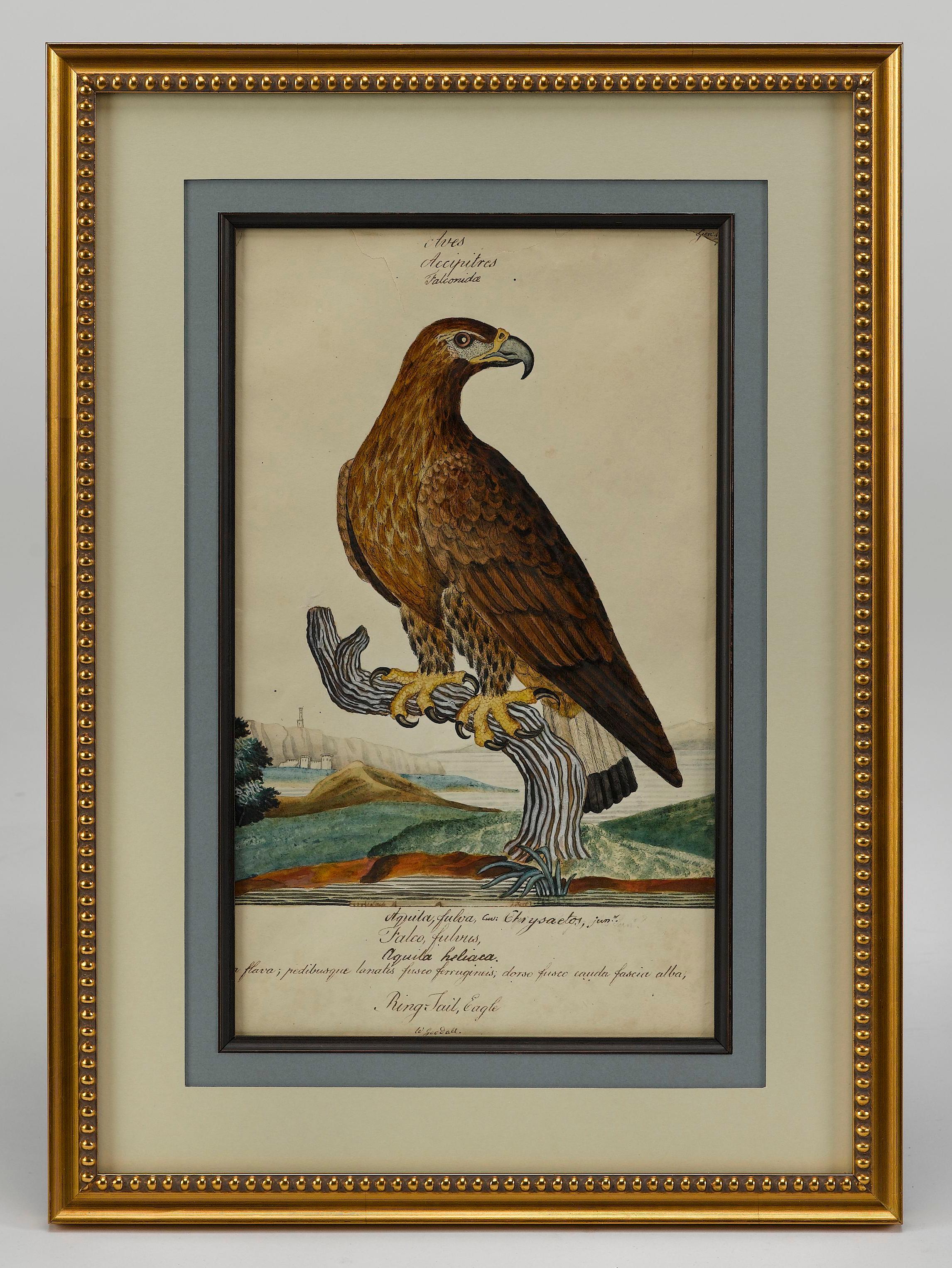 Es handelt sich um ein beeindruckendes Originalgemälde eines Ringschwanzadlers des britischen Naturhistorikers William Goodall. Eine schöne und farbenfrohe Kombination aus Aquarell und Tusche, die in einem detaillierten, fertigen Stil wiedergegeben