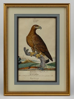 "Aquila dalla coda ad anello" di William Goodall, disegno ad acquerello e inchiostro, inizio XIX secolo.