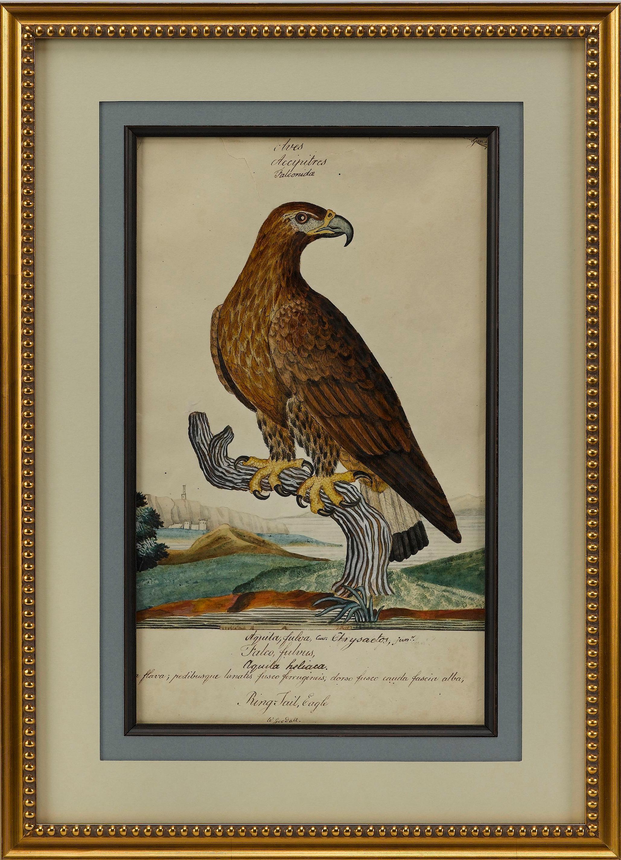„Ring Tail Eagle“ von William Goodall, Aquarell- und Tuschezeichnung, frühes 19. Jahrhundert. (Georgian) im Angebot