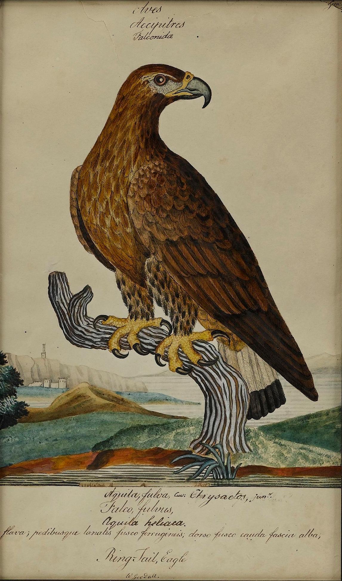„Ring Tail Eagle“ von William Goodall, Aquarell- und Tuschezeichnung, frühes 19. Jahrhundert. (Englisch) im Angebot