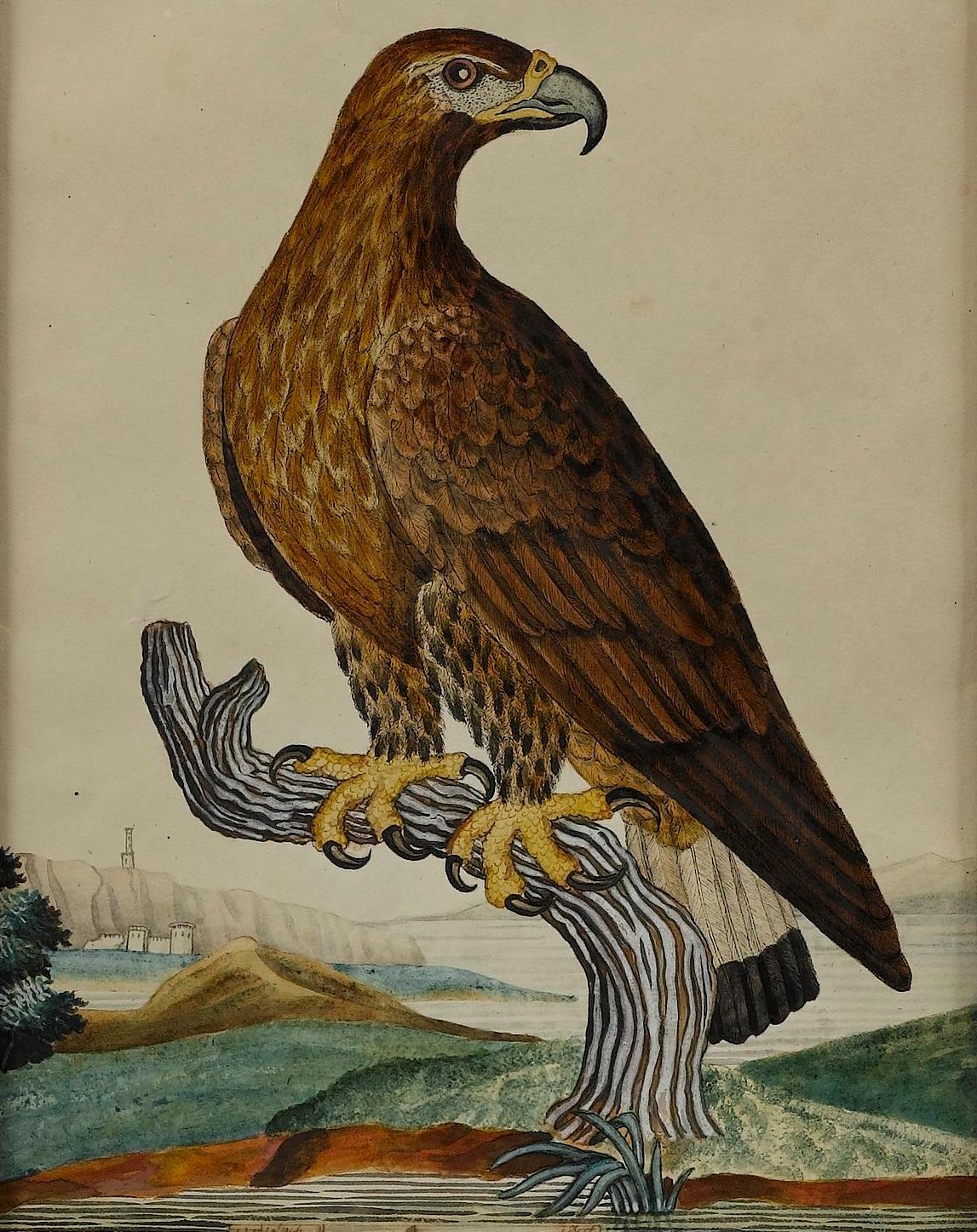 „Ring Tail Eagle“ von William Goodall, Aquarell- und Tuschezeichnung, frühes 19. Jahrhundert. (Handbemalt) im Angebot