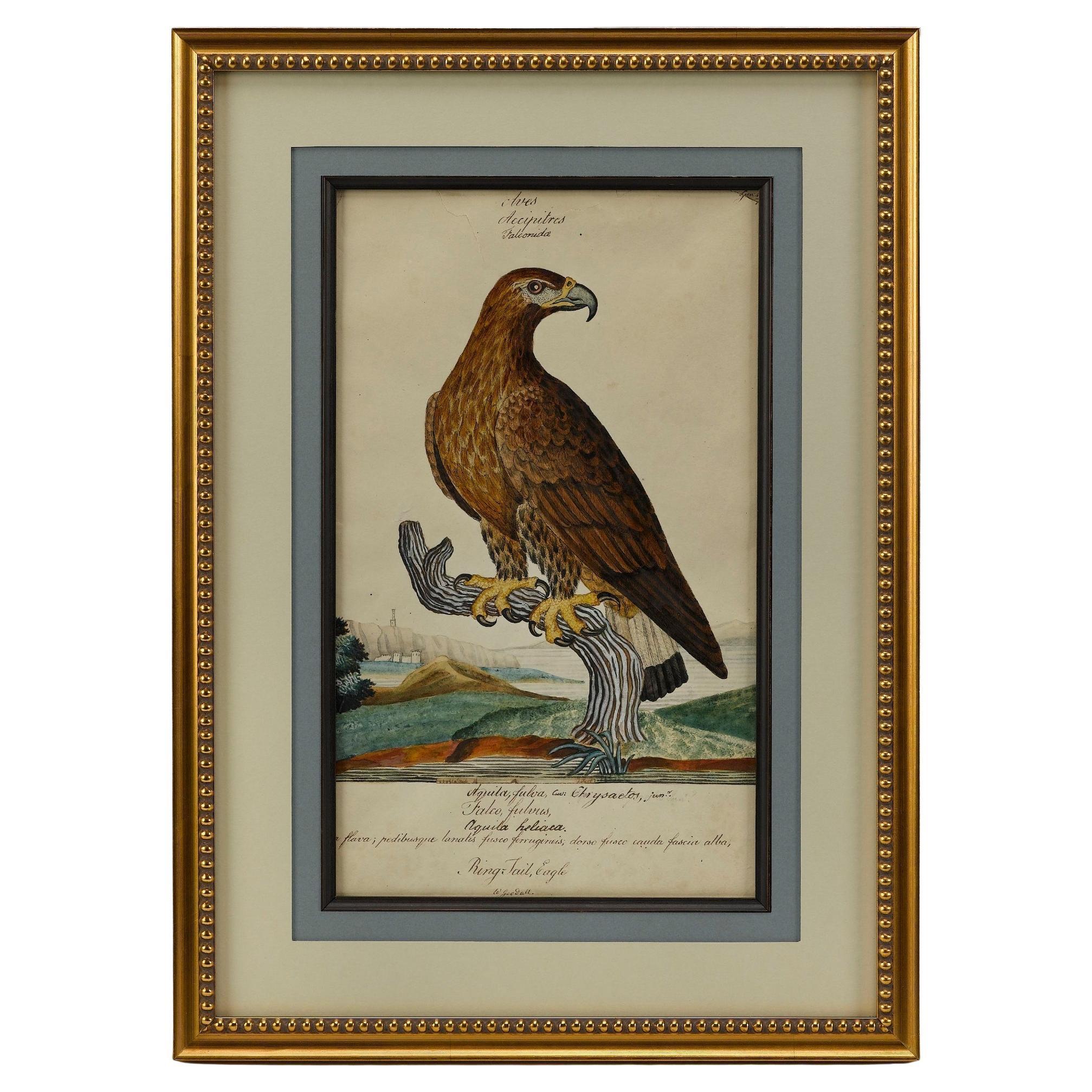 "Ring Tail Eagle" by William Goodall, Watercolor & Ink Drawing, Early 19th Cent.