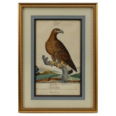 "Ring Tail Eagle" par William Goodalls, dessin à l'aquarelle et à l'encre, début du 19e siècle.