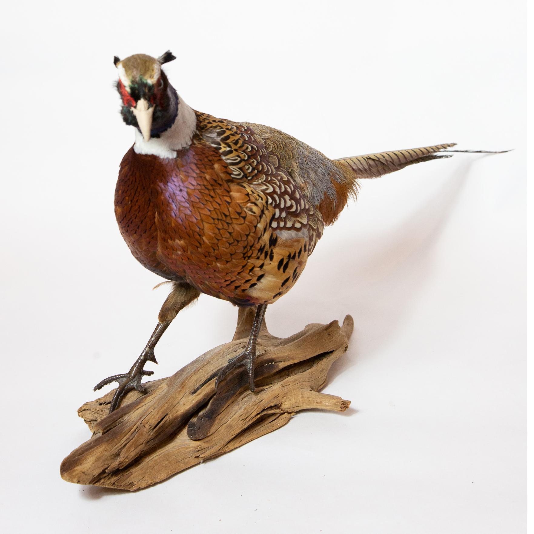 Ringneck Pheasant. Taxidermy ringneck pheasant on driftwood. The ringneck pheasant (Phasianus colchicus) is a bird in the pheasant family. It is native to Asia and has been widely introduced elsewhere. In the United States it is considered as a game