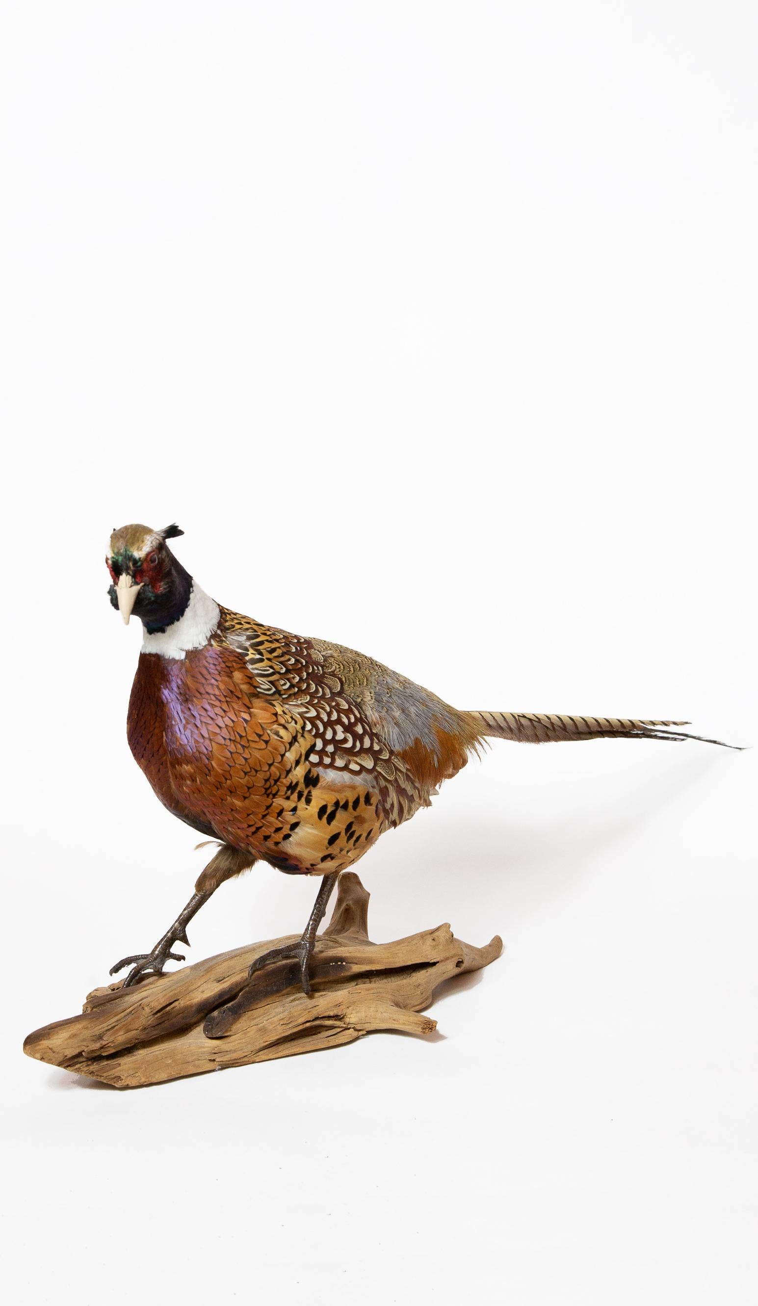 ringneck pheasant for sale