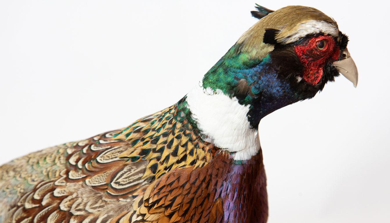 Contemporary Ringneck Pheasant