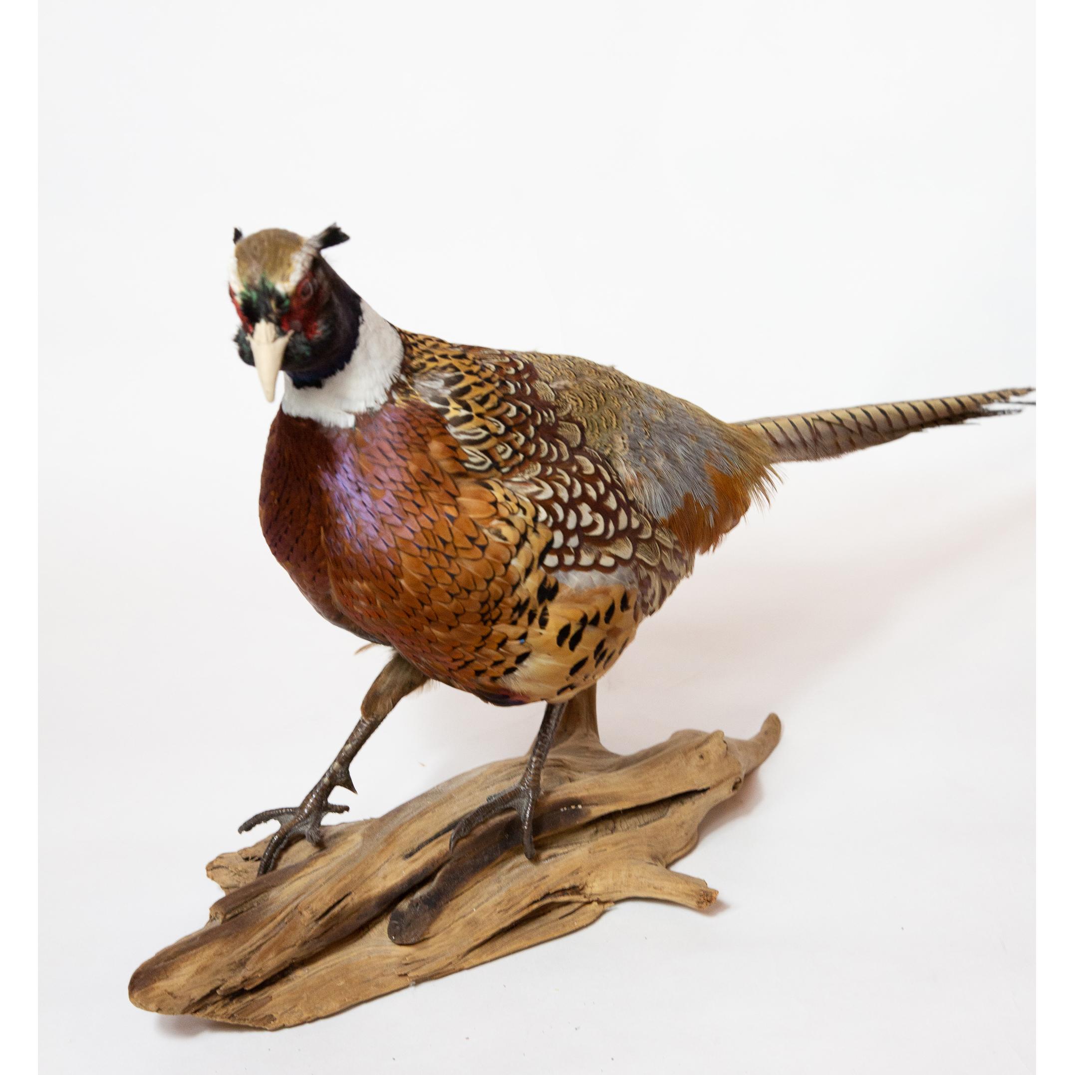Wood Ringneck Pheasant