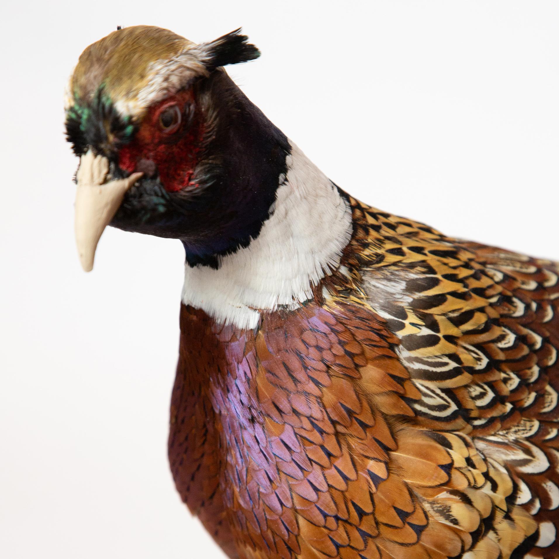 Ringneck Pheasant 1