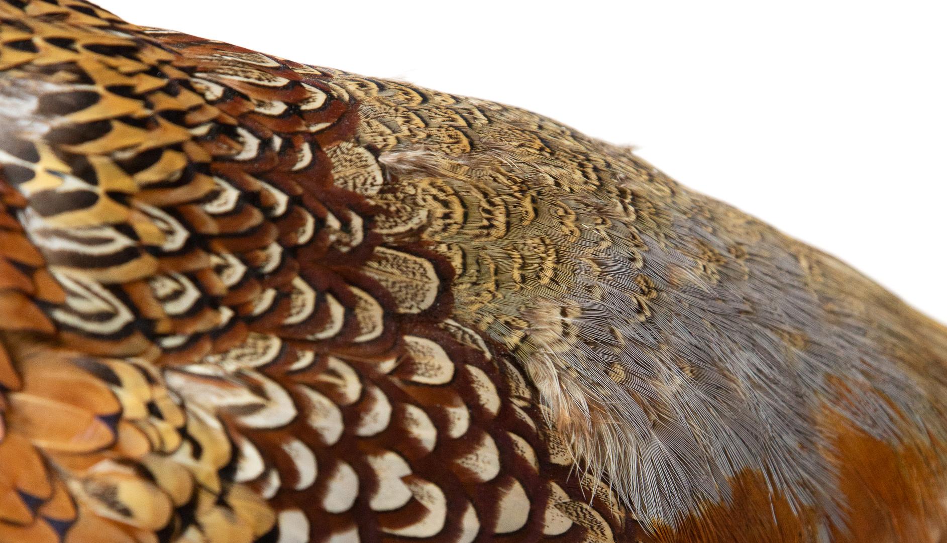 Ringneck Pheasant 2