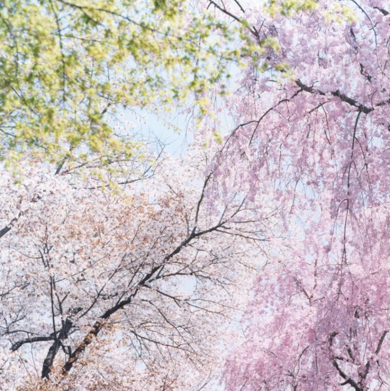 rinko kawauchi flowers