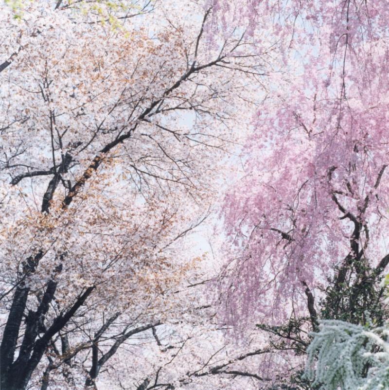 Ohne Titel, aus „Illuminance“ Rinko Kawauchi, Kirschblüte, Blumen, Frühling im Angebot 2