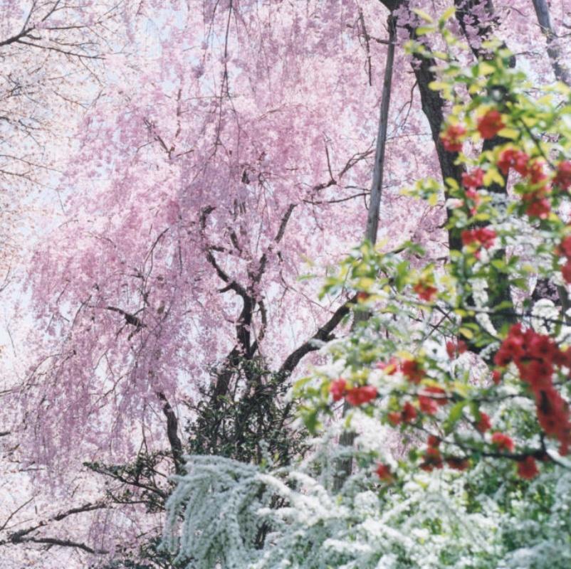 Ohne Titel, aus „Illuminance“ Rinko Kawauchi, Kirschblüte, Blumen, Frühling im Angebot 3