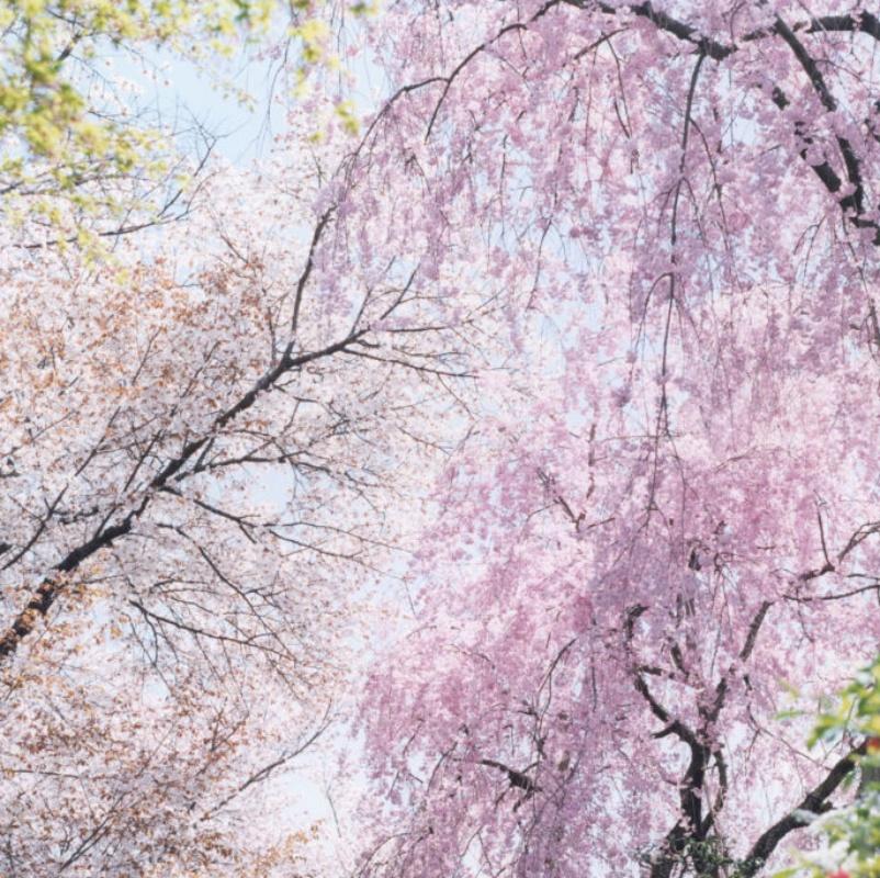 Untitled, from 'Illuminance' – Rinko Kawauchi, Cherry Blossom, Flowers, Spring For Sale 1