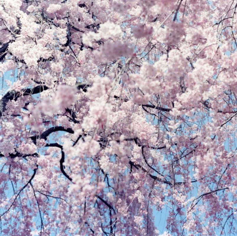 Ohne Titel, aus „Illuminance“ Rinko Kawauchi, Kirschblüte, Japan, Blumen im Angebot 1